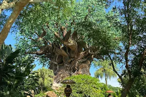 Animal Kingdom Costuming image