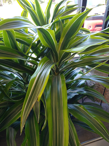 Florist «Grace Harper Florist, Inc.», reviews and photos, 4135 Woodward Ave, Detroit, MI 48201, USA