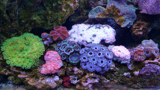 Pet Store «Ultimate Aquarium», reviews and photos, 217 W Main St, Visalia, CA 93291, USA