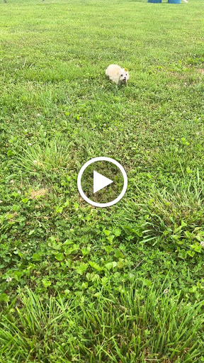 Pet Store «PV Pets», reviews and photos, 233 S Broadway, Pennsville, NJ 08070, USA