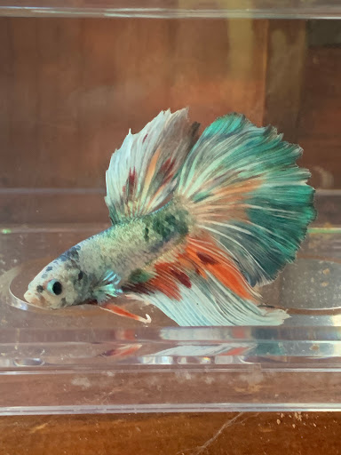 Pet Store «Fins And Feathers», reviews and photos, 222 Willow Ave, Honesdale, PA 18431, USA