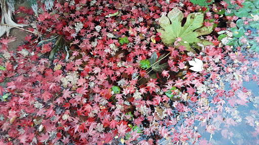 Pet Store «Ponds & Plants», reviews and photos