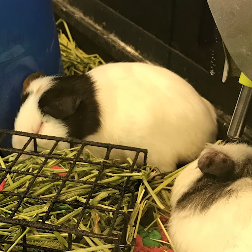 Pet Supply Store «PetSmart», reviews and photos, 1203 N Landing Way, Renton, WA 98057, USA