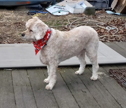  My dog came out looking beautiful 😍. They did an excellent job at a decent price. Great groomer!