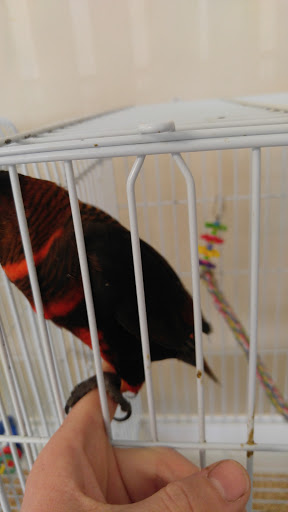 Bird Shop «BirdFarm Superstore», reviews and photos, 6360 Suncoast Parkway, Homosassa, FL 34446, USA