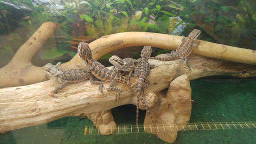 Pet Store «Species Pet Supply», reviews and photos, 1935 W Brandon Blvd, Brandon, FL 33511, USA