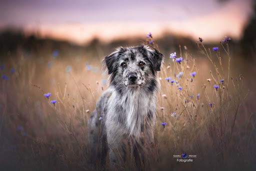 Sandra Münzer Fotografie