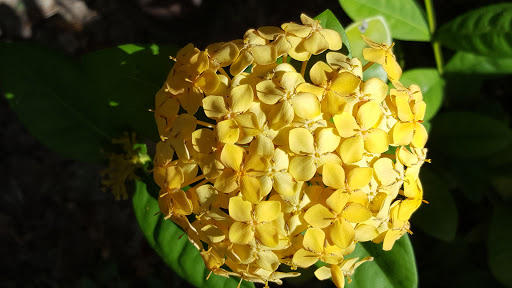 Country Club «Rancho Viejo Resort & Country Club», reviews and photos, 1 Rancho Viejo Dr, Rancho Viejo, TX 78575, USA