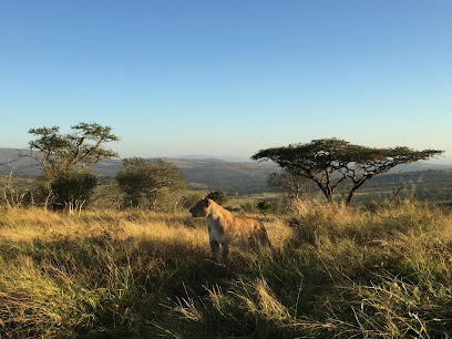 Umdende Safaris
