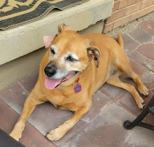 Pet Supply Store «PetPeople», reviews and photos, 2484 E 146th St, Carmel, IN 46033, USA