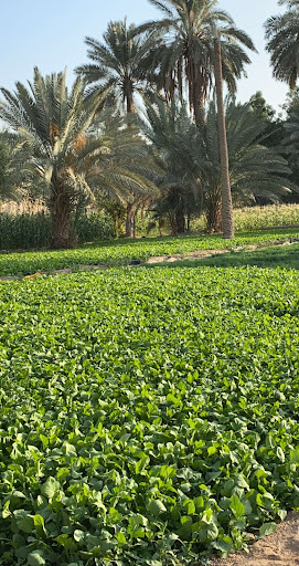 مزرعة صوفي ورمضان الزهراني في الرياض 5