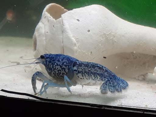 Pet Supply Store «Pet Station Jackson», reviews and photos, 1617 E Michigan Ave, Jackson, MI 49202, USA