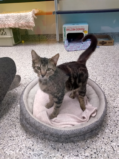 Animal Shelter «KC Pet Project - Main Adoption Center», reviews and photos