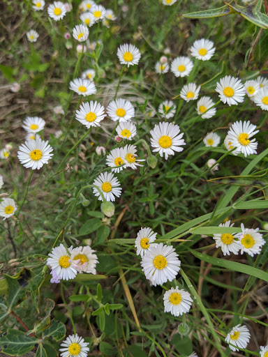 Golf Course «Cedar Creek Golf Course», reviews and photos, 8250 Vista Colina, San Antonio, TX 78255, USA