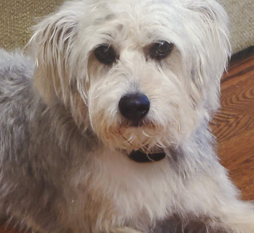 Pet Supply Store «PetSmart», reviews and photos, 19 Clifton Country Rd, Clifton Park, NY 12065, USA