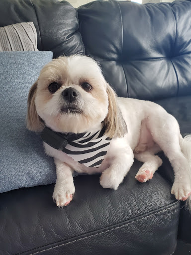 Pet Groomer «All About Dogs & Cats», reviews and photos, 16345 MN-65, Ham Lake, MN 55304, USA