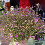 Photo n°3 de l'avis de Anett.u fait le 18/07/2019 à 19:05 sur le  BERGGAST - Bergwirtschaft Papststein à Gohrisch