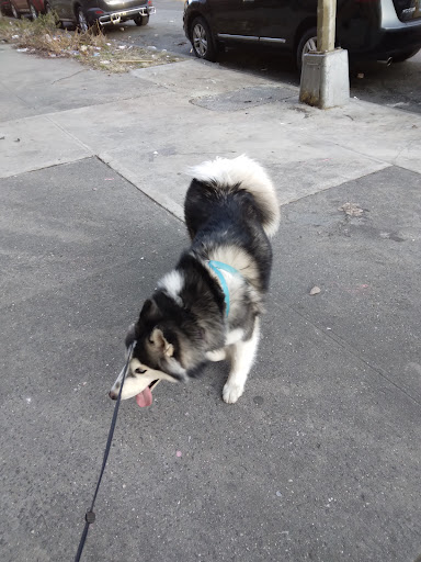 Pet Store «Pet City», reviews and photos, 108 E Burnside Ave, Bronx, NY 10453, USA