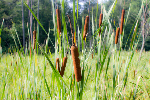 Nature Preserve «Melvin L. Newman Wetlands Center», reviews and photos, 2755 Freeman Rd, Hampton, GA 30228, USA