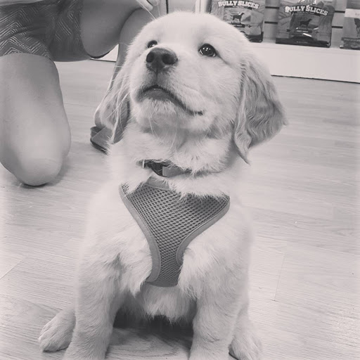 Pet Supply Store «The Grateful Dog Pet Supplies», reviews and photos, 259 N Broad St, Brevard, NC 28712, USA