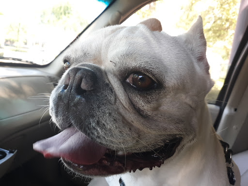 Pet Supply Store «Petco Animal Supplies», reviews and photos, 205 Palm Bay Rd NE #155, West Melbourne, FL 32904, USA