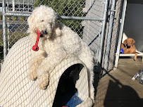 Suite Dog Daze LLC - Photo 2 - Car repair in Salem, OR, Salem