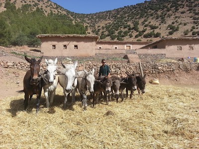 Photos of Alliance Berb&egrave;re