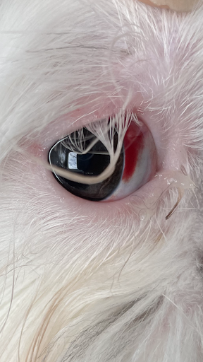 Pet Supply Store «The Dog House», reviews and photos, 4237 S Alameda St, Corpus Christi, TX 78412, USA