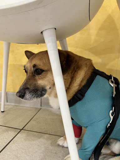 Dr.med.vet. Joachim Stadler veterinarian unter Wiesloch, 