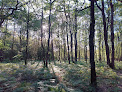 Forêt de Larçay Esvres-sur-Indre