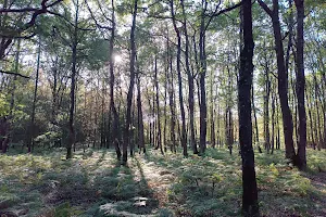 Forêt de Larçay image