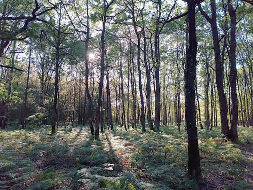 attractions Forêt de Larçay Esvres-sur-Indre