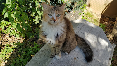 Ain'Coup de Patte à Chaneins