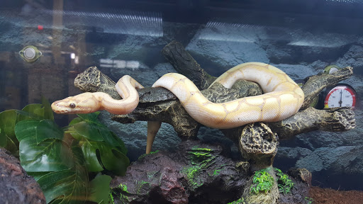 Pet Supply Store «Petco Animal Supplies», reviews and photos, 1945 W Palmetto St #250, Florence, SC 29501, USA