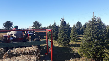 Hadley Christmas Trees / Arbres de Noël