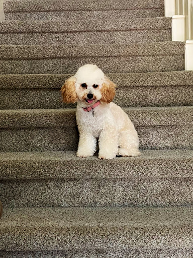 Pet Styling By Sherry Inc