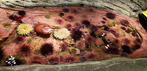 Tourist Attraction «Seattle CityPASS», reviews and photos, 400 Broad St, Seattle, WA 98109, USA