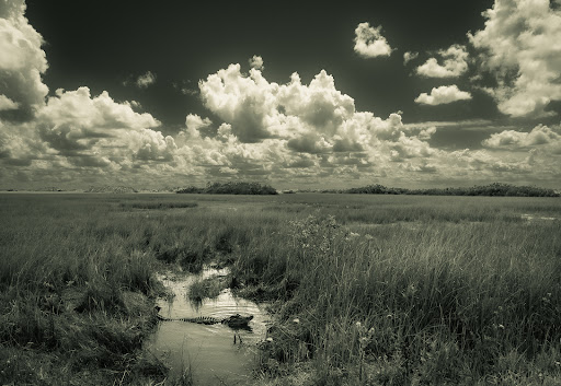 Tourist Attraction «Shark Valley Tram Tours», reviews and photos, 36000 SW 8th St, Miami, FL 33194, USA