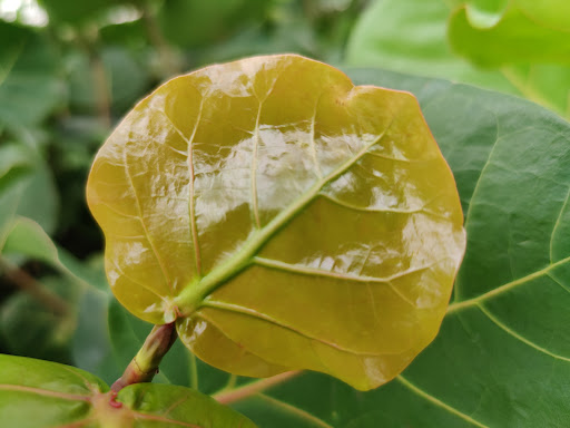 Animal Hospital «Loggerhead Marinelife Center», reviews and photos, 14200 U.S. Hwy 1, Juno Beach, FL 33408, USA