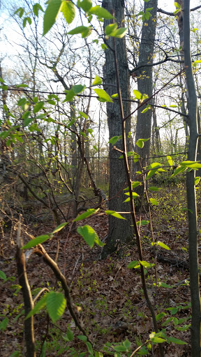 Country Club «Meadow Brook Club», reviews and photos, Cedar Swamp Rd, Jericho, NY 11753, USA