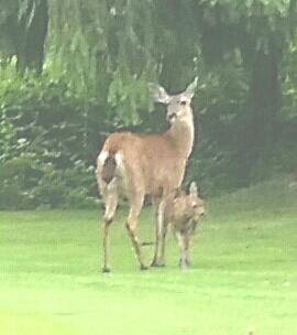 Golf Course «The Blue Heron Golf Course», reviews and photos, 1810 W Snoqualmie River Rd, Carnation, WA 98014, USA