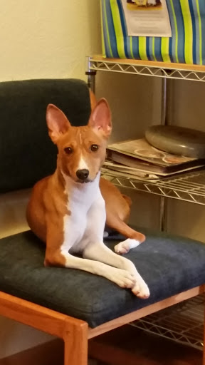 Pet Groomer «B-I-S Pet Grooming», reviews and photos, 5670 Main St, Springfield, OR 97478, USA