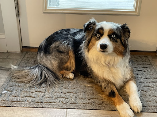 Pet Supply Store «Pet Life | Supplies, Services & Knowledge», reviews and photos, 50 Market St, South Portland, ME 04106, USA