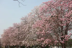 View Point Cherry Blossoms image