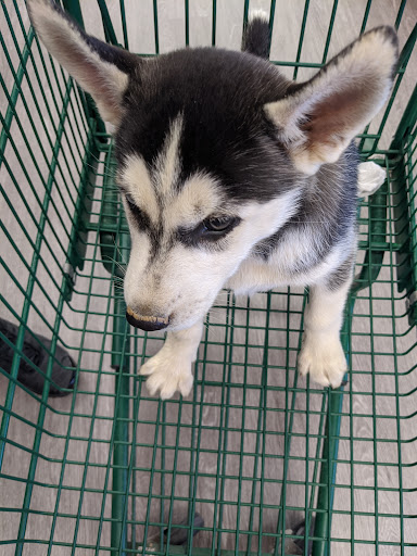 Pet Supply Store «Pet Supplies Plus», reviews and photos, 3100 Manchester Rd, Akron, OH 44319, USA