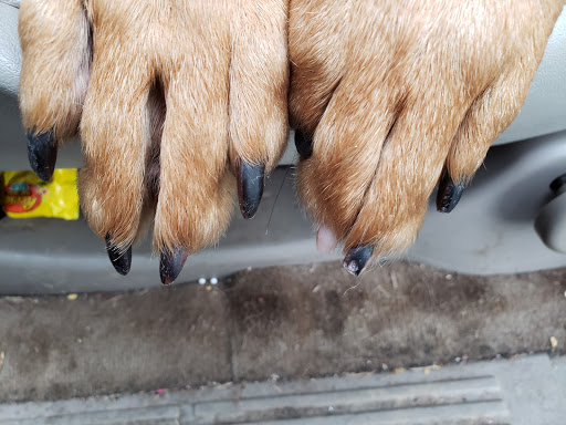 Pet Supply Store «Petco Animal Supplies», reviews and photos, 1530 Black Lake Blvd SW D, Olympia, WA 98502, USA