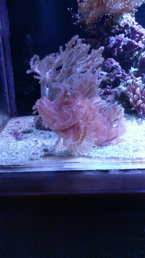 Tropical Fish Store «Old Town Aquarium», reviews and photos, 1538 N Wells St, Chicago, IL 60610, USA