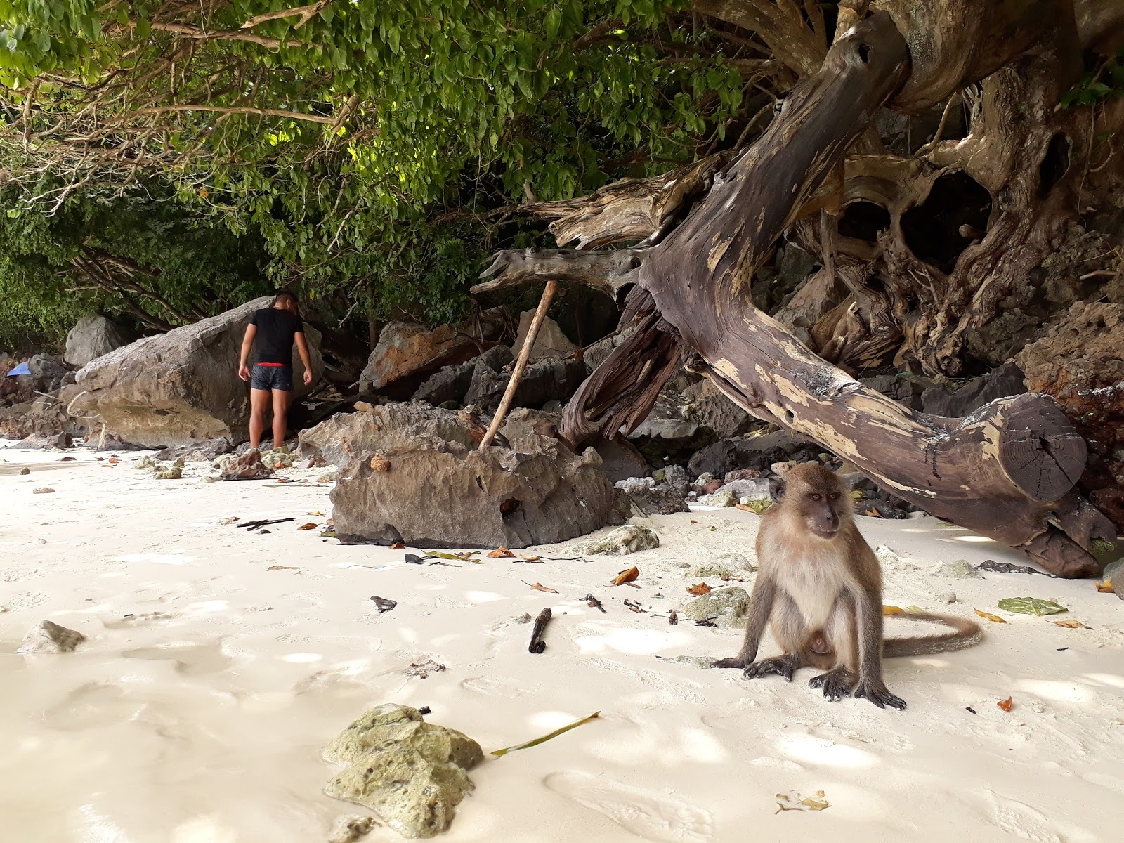Photo de Monkey Bay Beach - endroit populaire parmi les connaisseurs de la détente