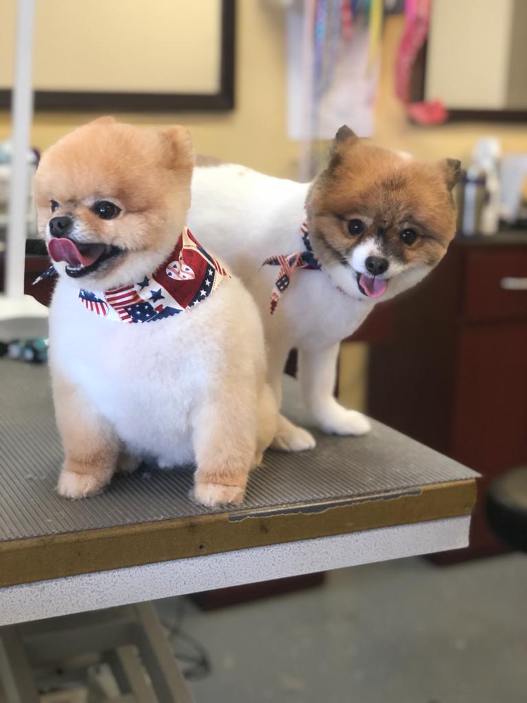 The Pet Salon (Grooming, Boutique, Daycare)