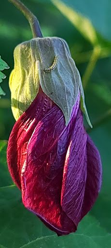 Garden «Conservatory Garden», reviews and photos, 402 5th Ave, New York, NY 10029, USA